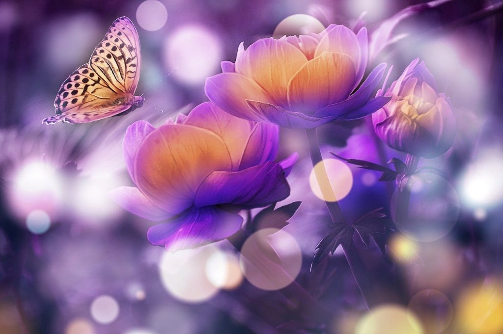 butterfly, book, flowers-7052290.jpg